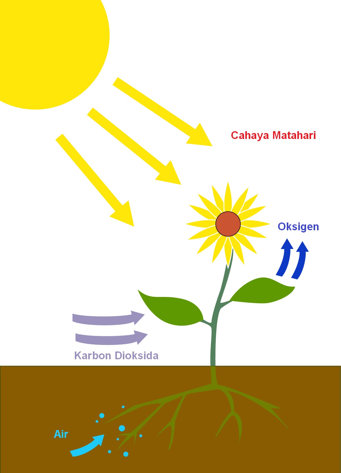 Proses Fotosintesis pada Tumbuhan