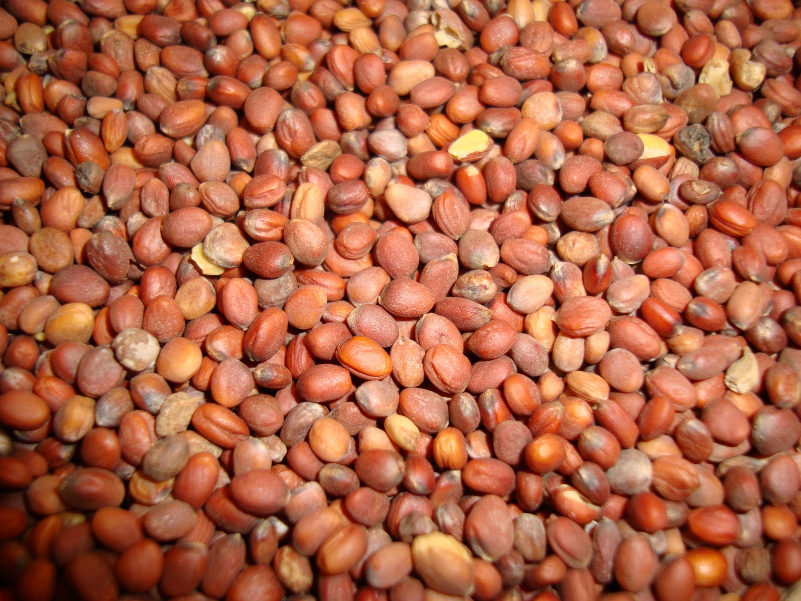 Taste of Nepal Radish Seeds Mula ko Beu