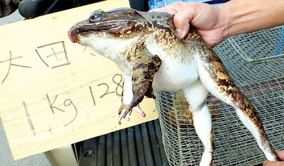 Katak Paling Besar di Malaysia Lithobates catesbeianus