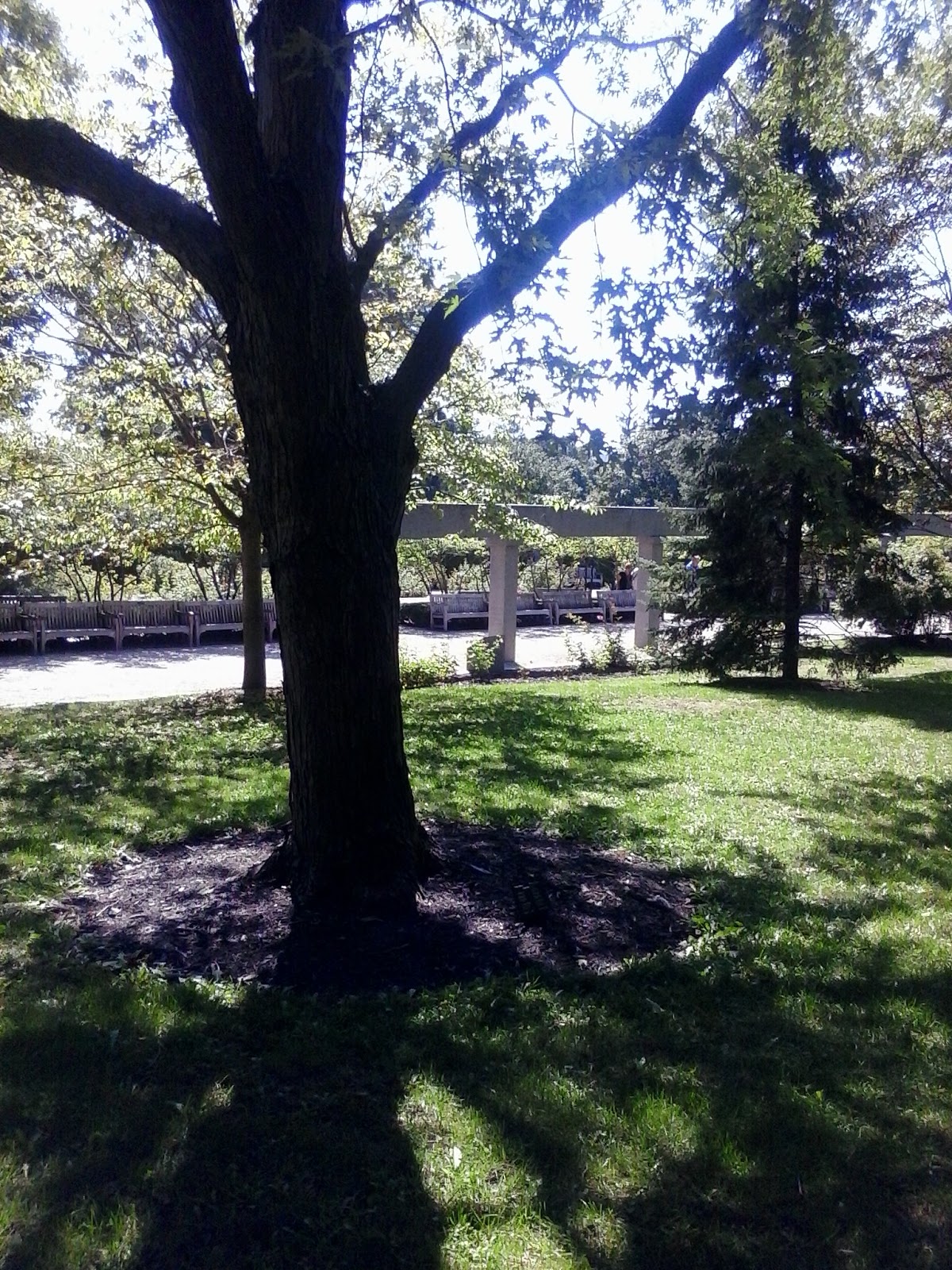 Ottawa Daily Photo Ceremonial Trees At The Hall
