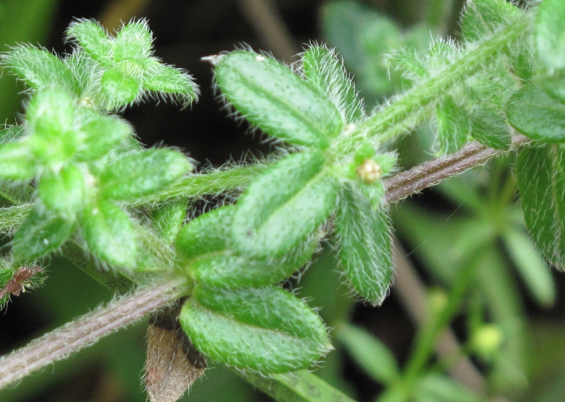 mariasimona en el jardín Hierba de