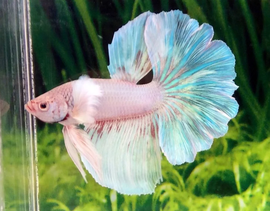 Ikan Cupang Opaque atau Pastel Betta - ikanhiasku.net