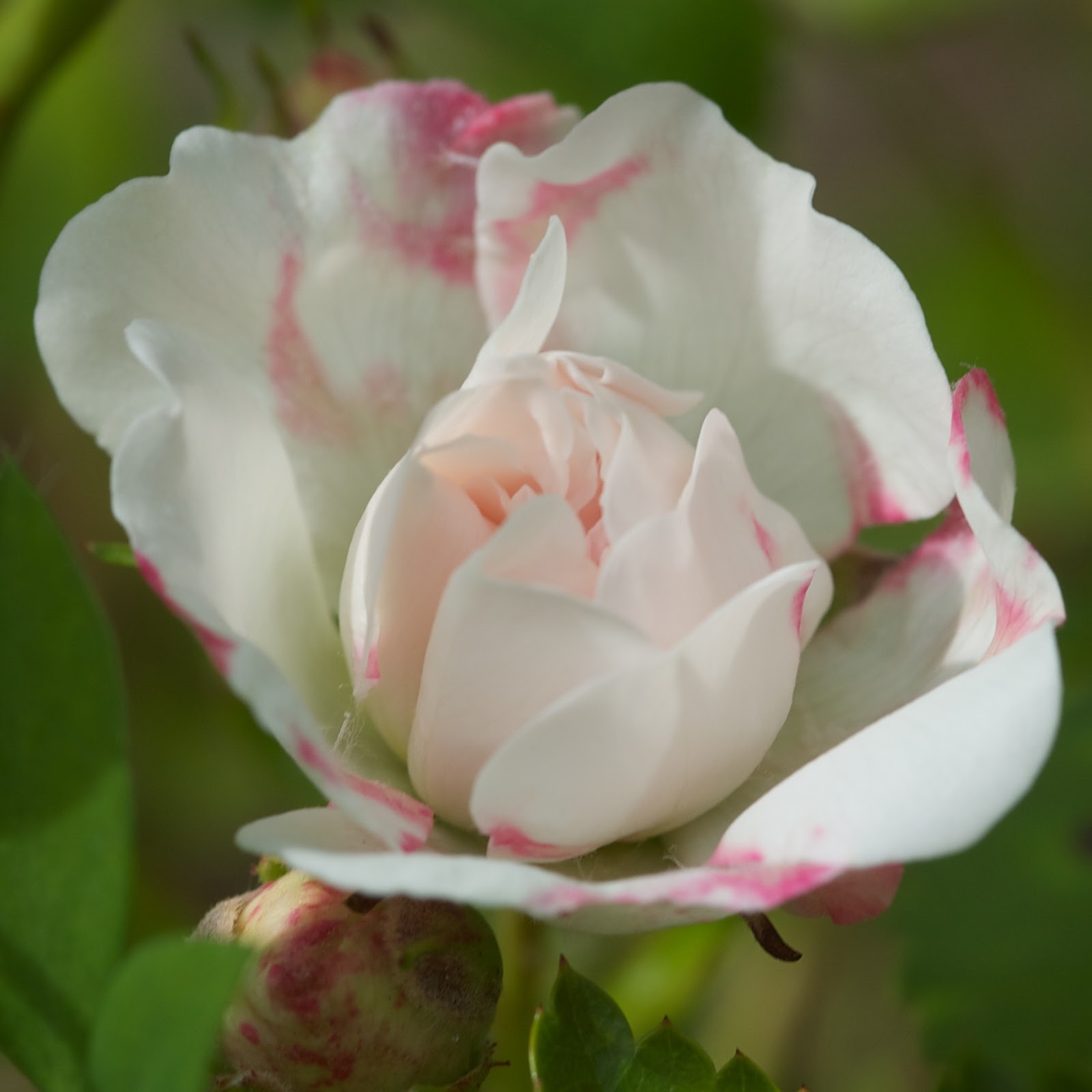 The Boggy Brae: New Zealand Willowherb and the Den Rose