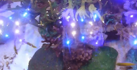 LED Reef Aquarium Tank