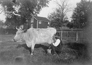 Milking a cow in Shadyside, 1898, Pittsburgh