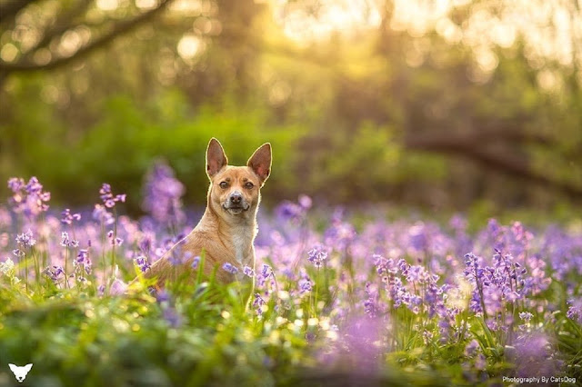 Фотограф Cat Race: собаки и цветы