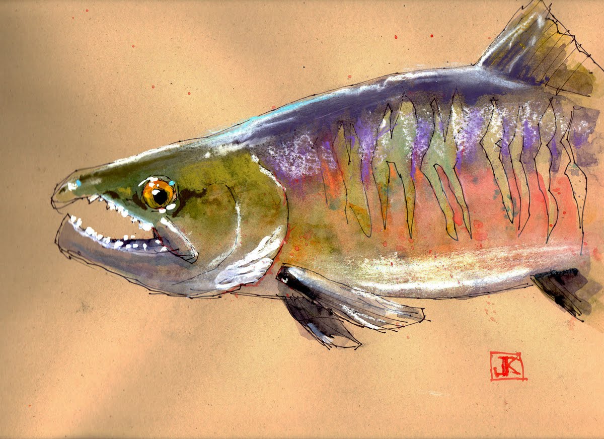 drawing flies 365 Drawing Fish 5231 Chum Salmon