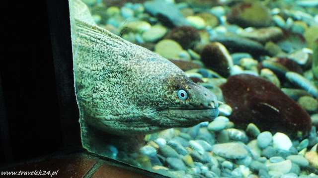 Acquario dell' Elba, Marina di Campo