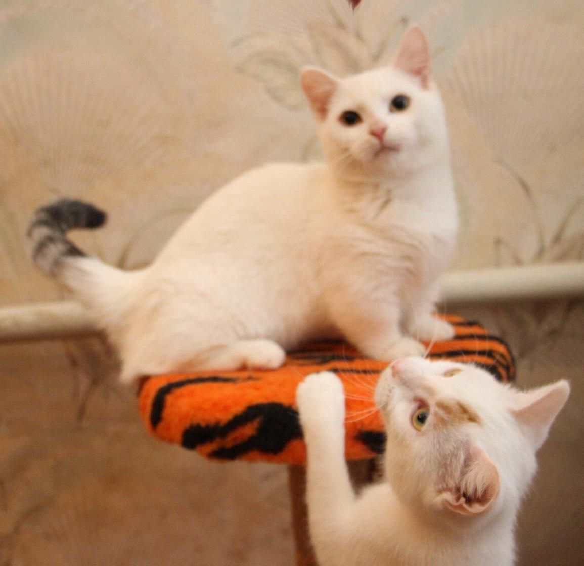 The Kuwait Cats and kittens Adoption and sales email us at