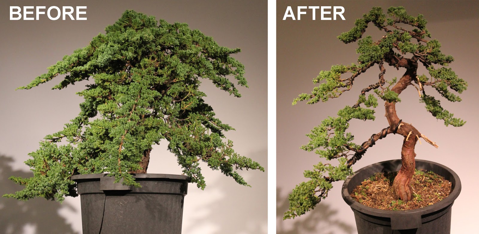 Kigawa39s Bonsai Blog Kigawa39s Bonsai Blog