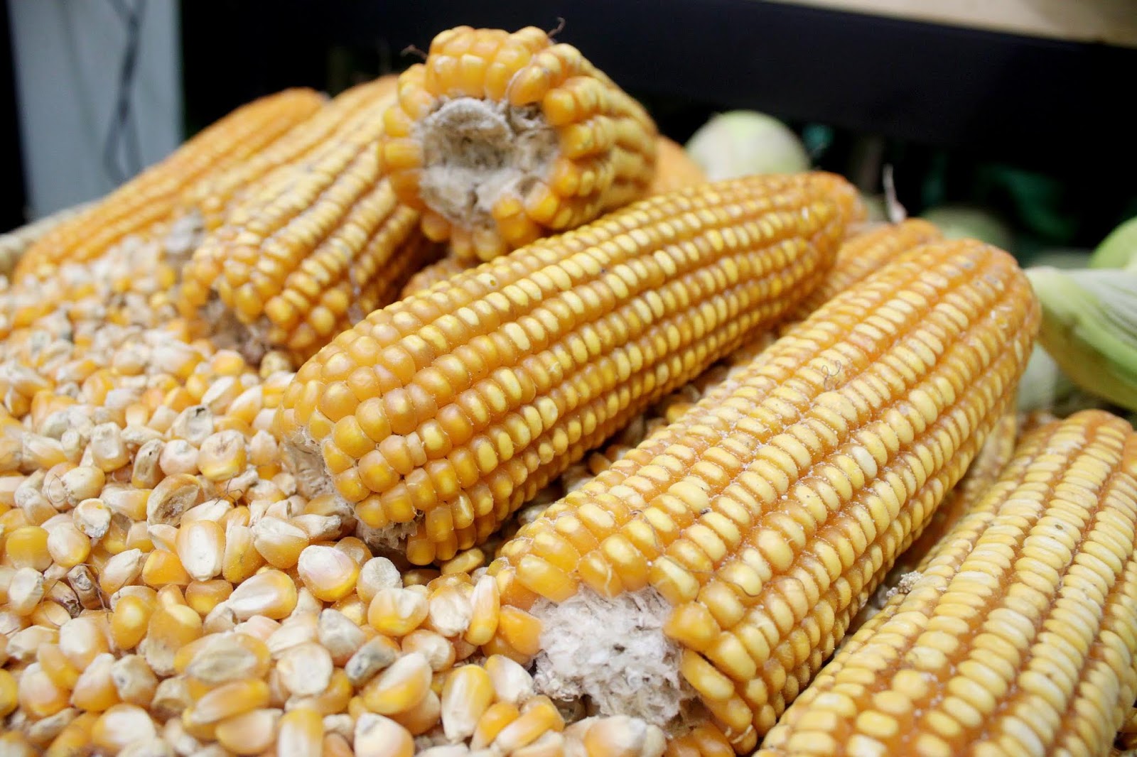 Dampak Fluktuasi Harga Bahan Pakan Ternak terhadap Industri Peternakan