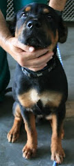 7/28/11 Innocent Deathrow Shelter Dogs  URGENT