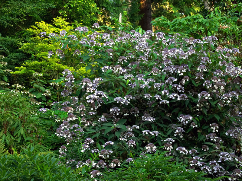 Hydrangea Robusta Care And Culture Travaldo S Blog