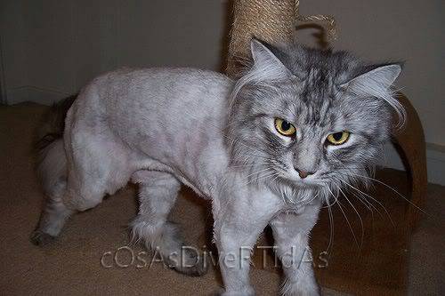  fotos de gatos persas afeitados como leones