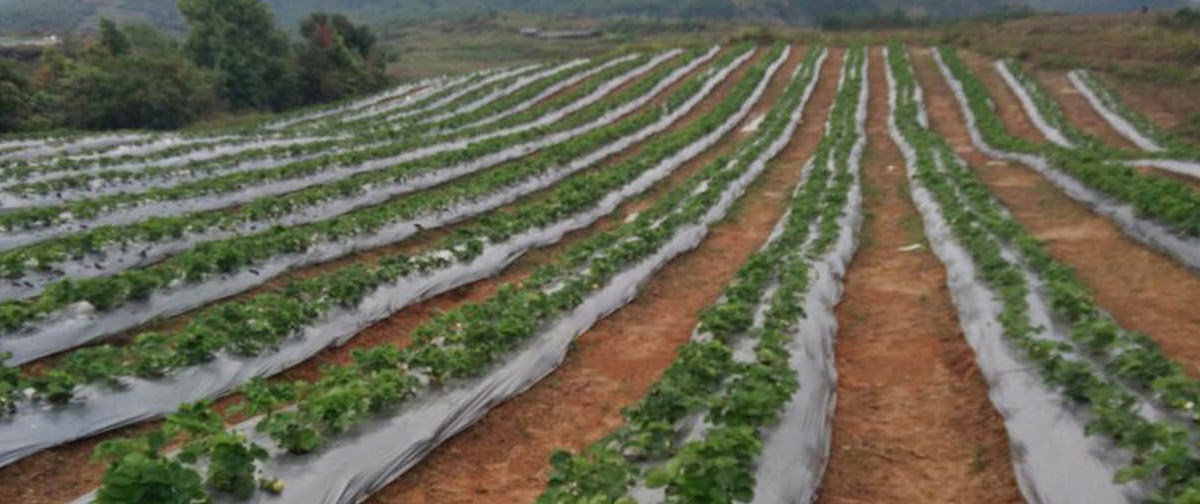 5 Benefits of Using Mulching films in Agriculture