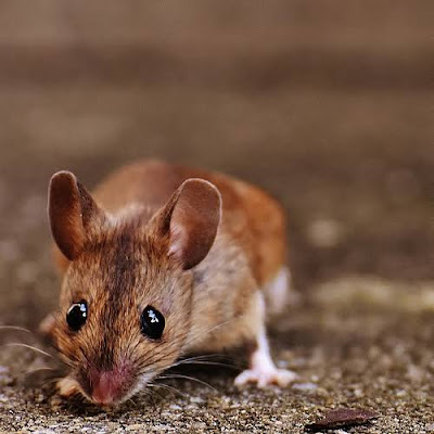 Hantavirus: News of Person Dying Due to Another Virus in China