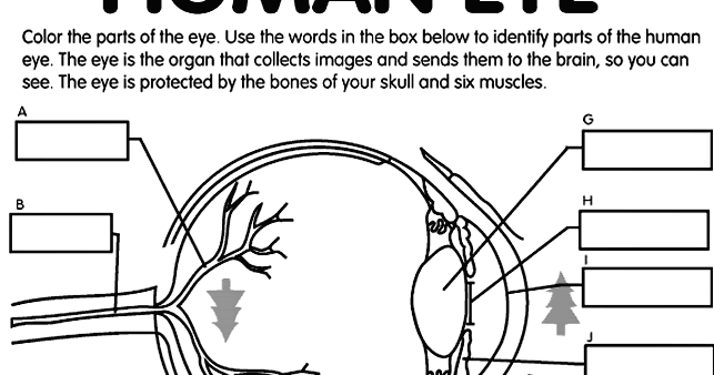 ocular anatomy coloring pages - photo #18