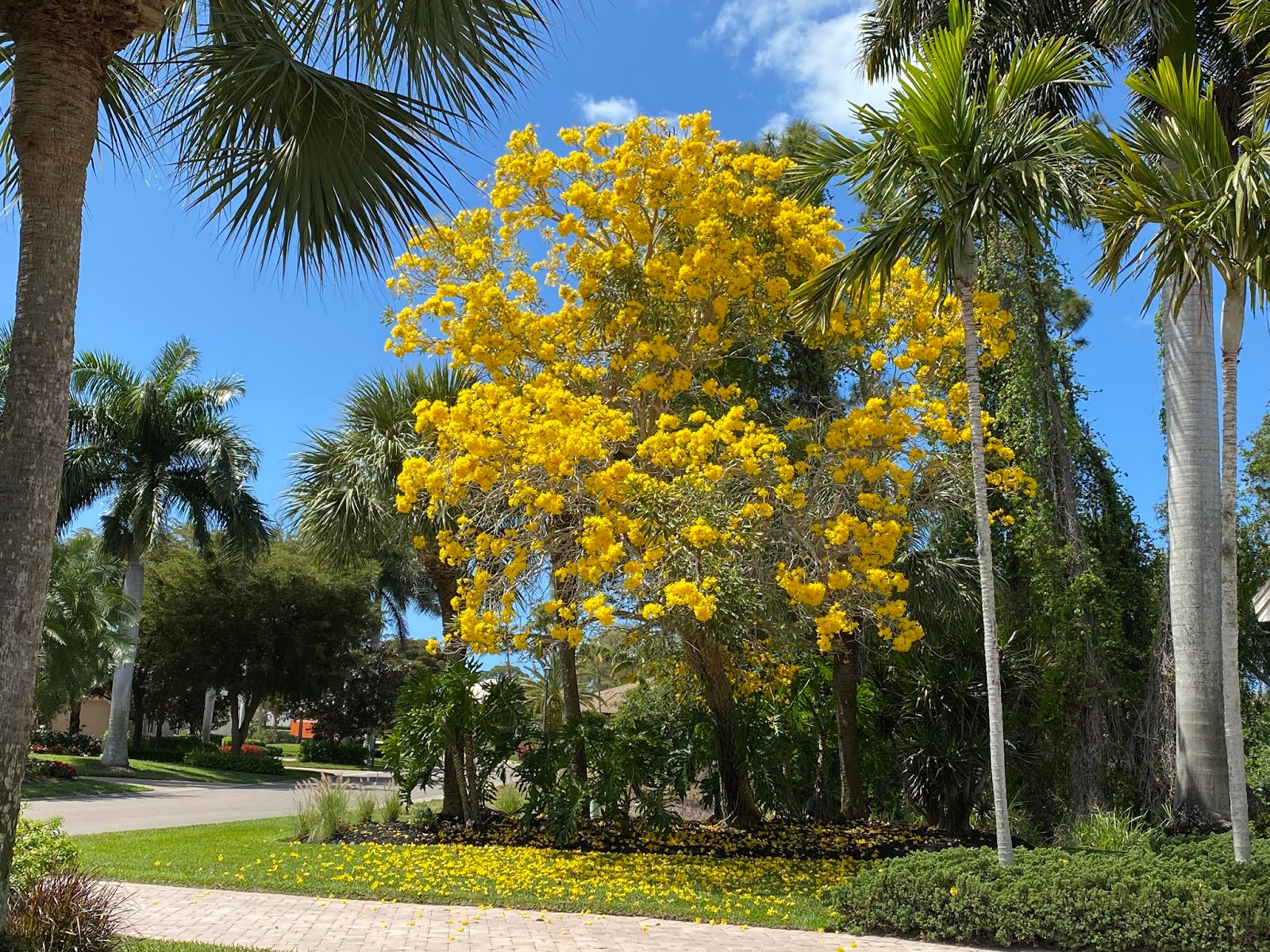 Southwest Daily Images Golden Trumpet Trees