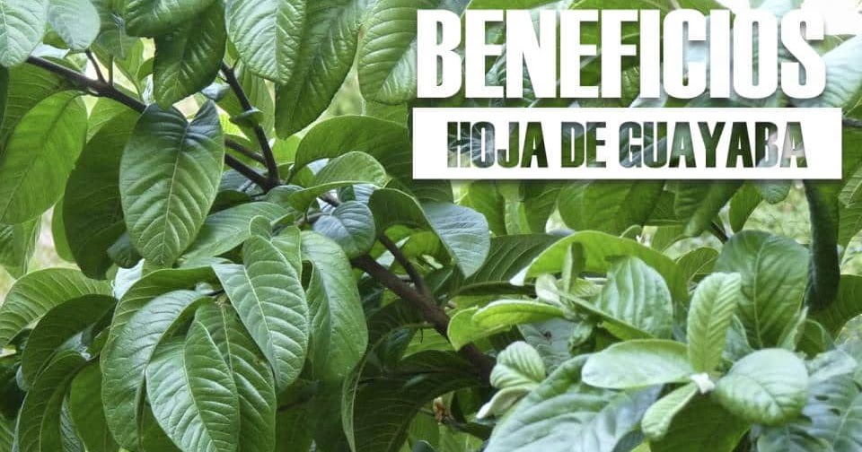 HOJAS DE GUAYABAS PARA BAJAR EL AZÚCAR.