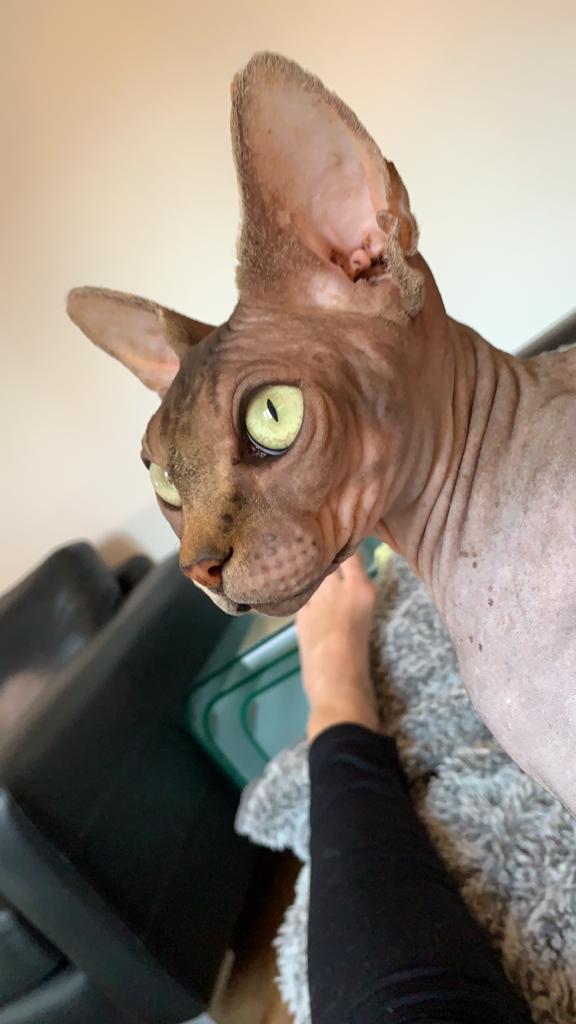 Chanel luxurious cat coat for Sphynx& Hairless Cat