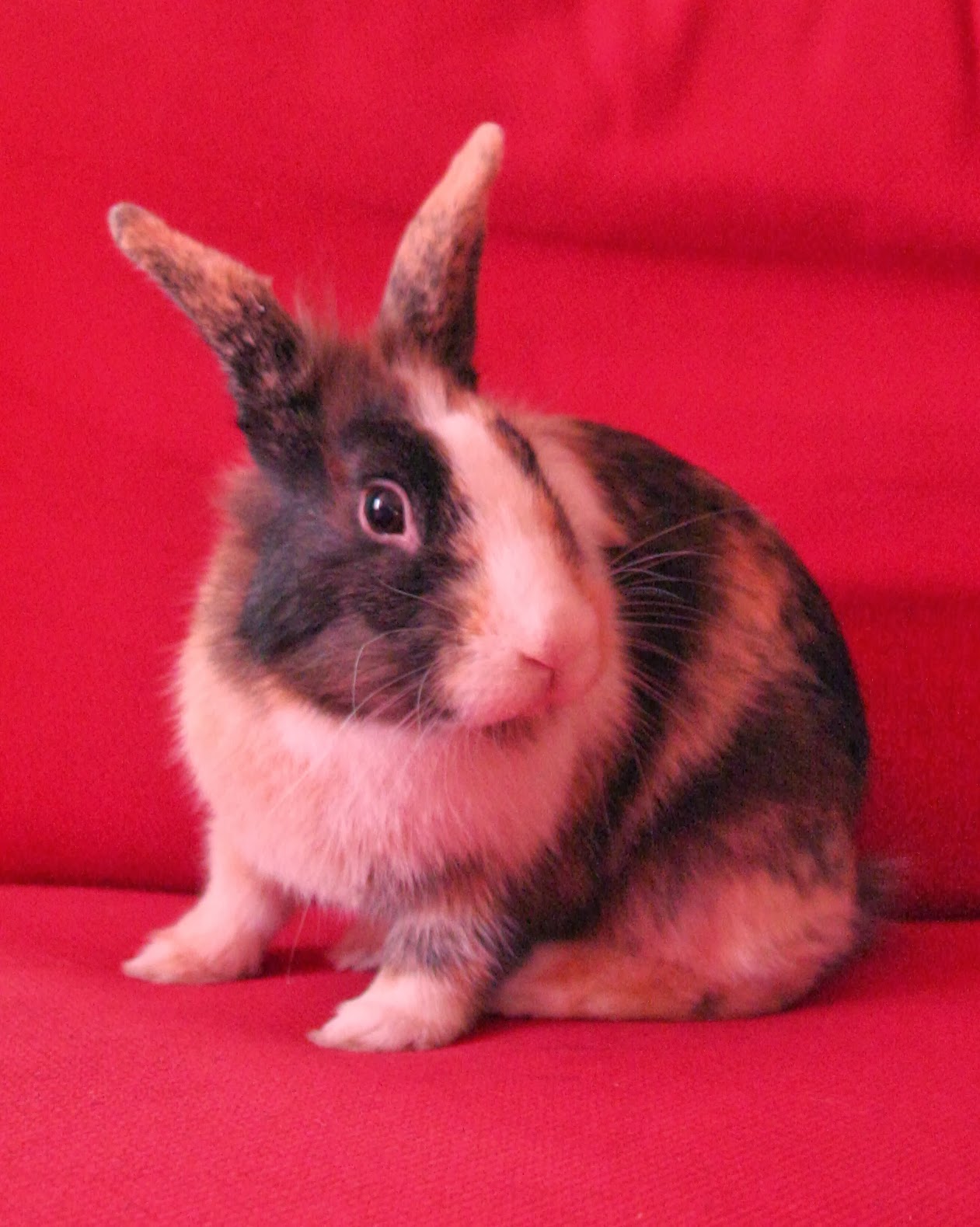 Annabel Helena: Meet Jip