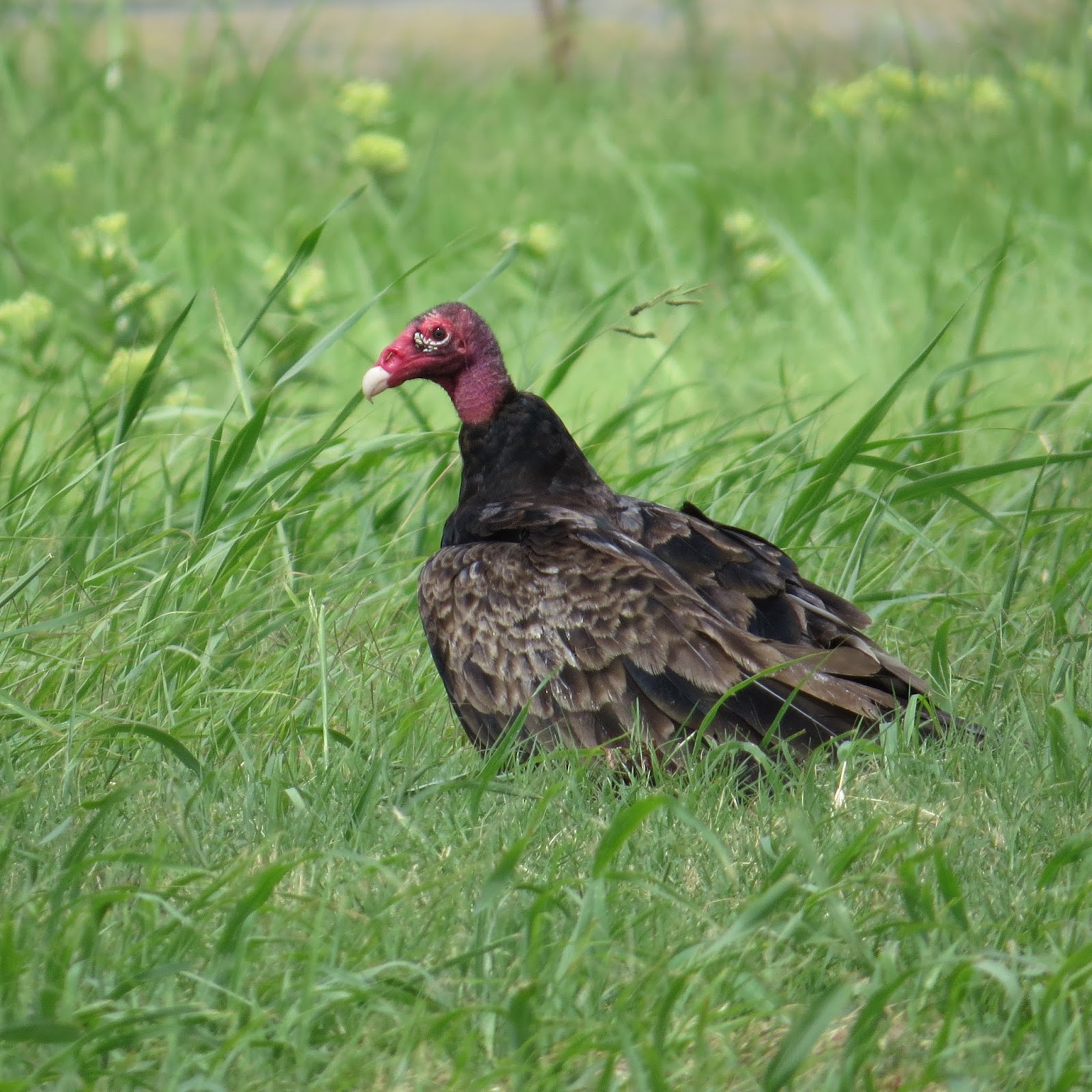 Navasota Ranch Mart, Texas