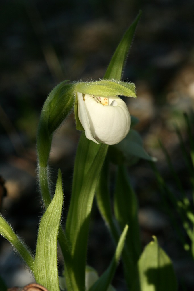 Northern Lady's - Slipper. Courtesy goexploreit.com.