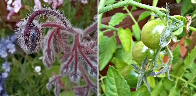 A fuzzy flower and tomatoes which are growing.