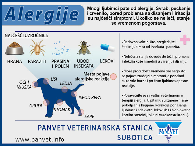 Alergije kod ljubimaca - Panvet infografika