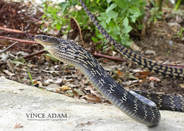 Ular Asli Indonesia Ular King Koros (Ptyas carinata)