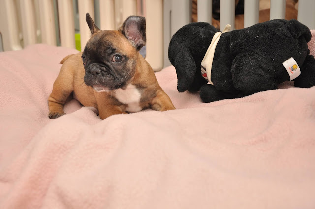 chiot bouledogue francais a réserver