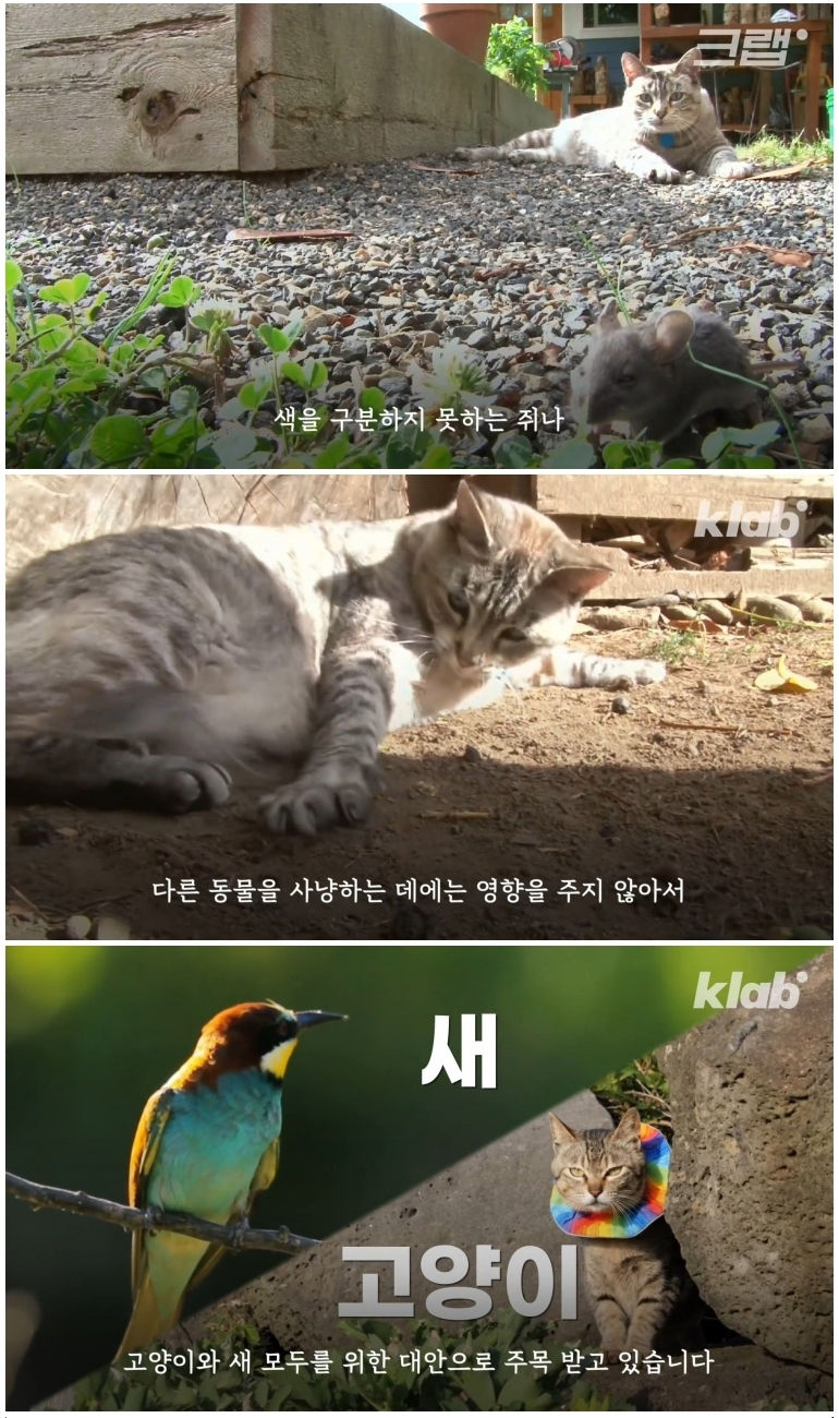 마라도 고양이들이 목도리를 하게 된 까닭 - 꾸르