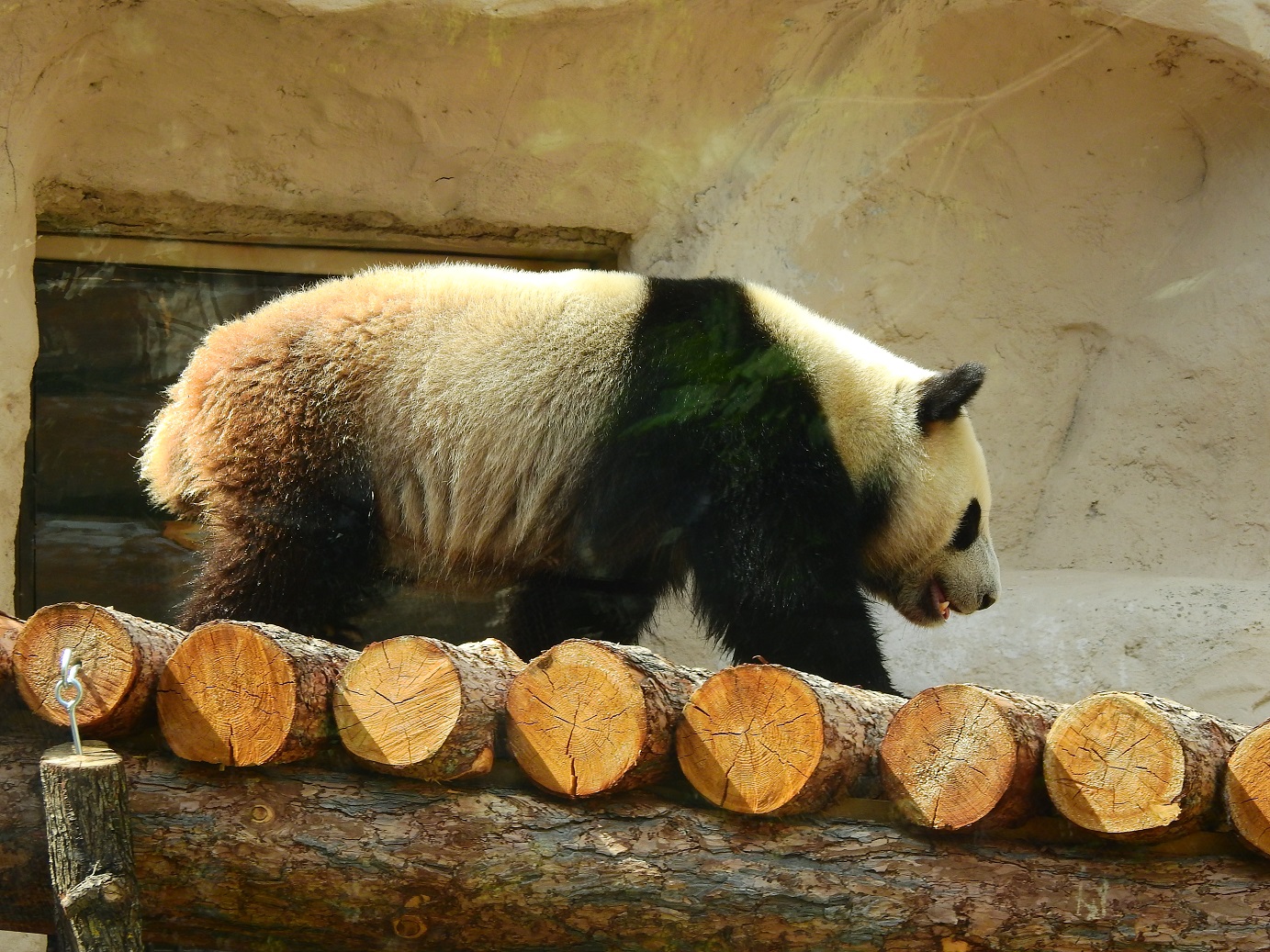 Зоопарк увидеть панду. Панда в Московском зоопарке. Московский зоопарк музей панд. Панда в зоопарке Москвы. Панда из Московского зоопарка.