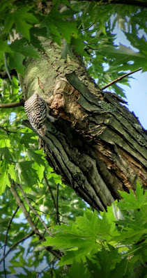 Pittsburgh Birds: Red-bellied woodpecker in Schenley Park