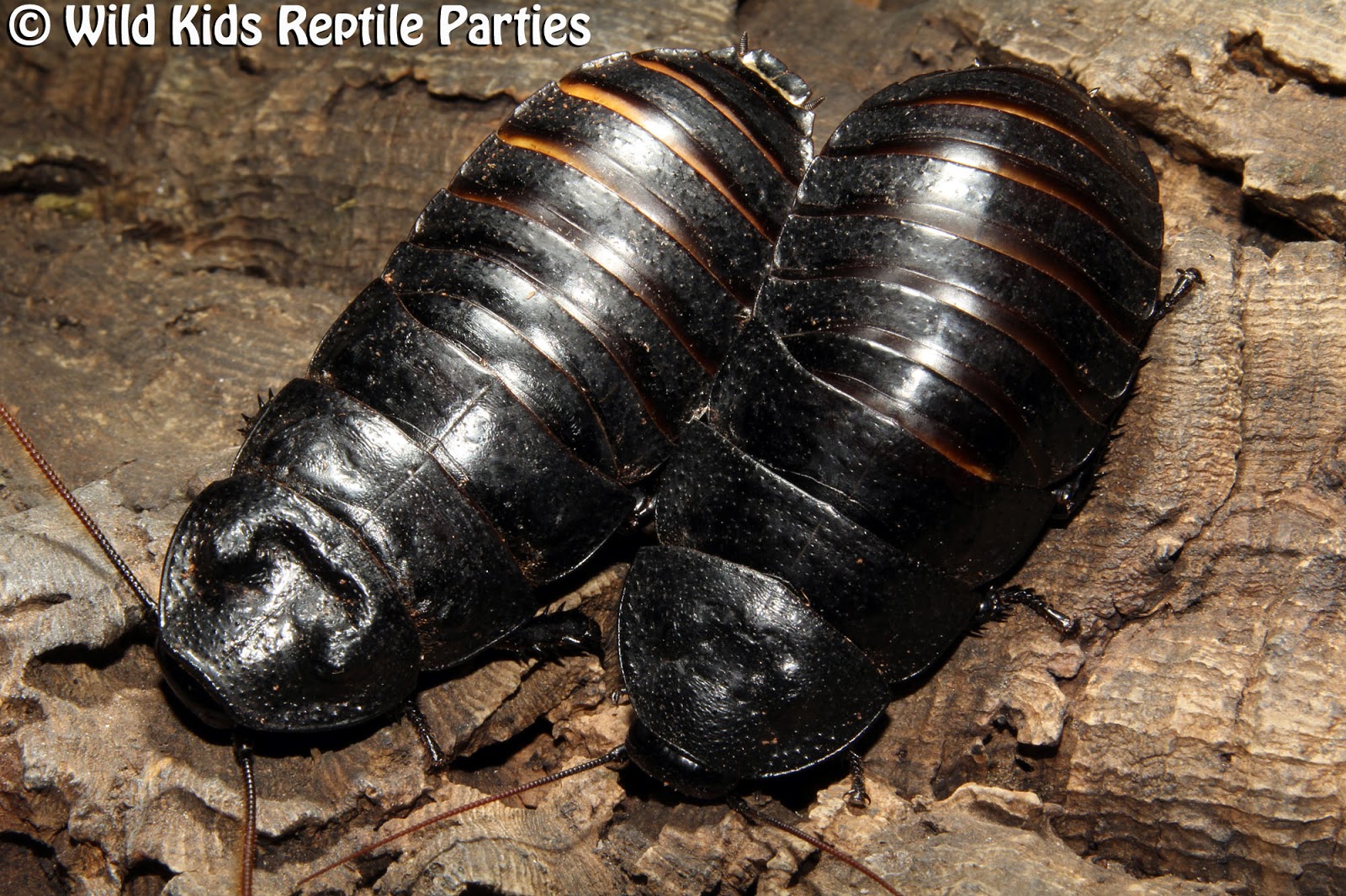 Wild Kids Reptile Parties: 2013-04-21