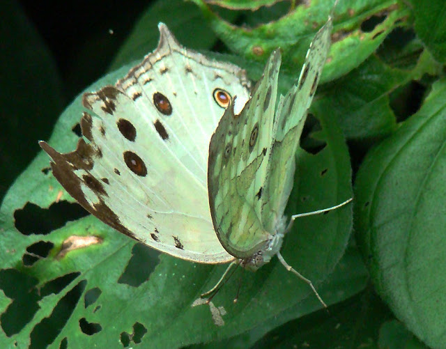 Mother of Pearly Butterfly Protogoniomorpha parhassus aethiops