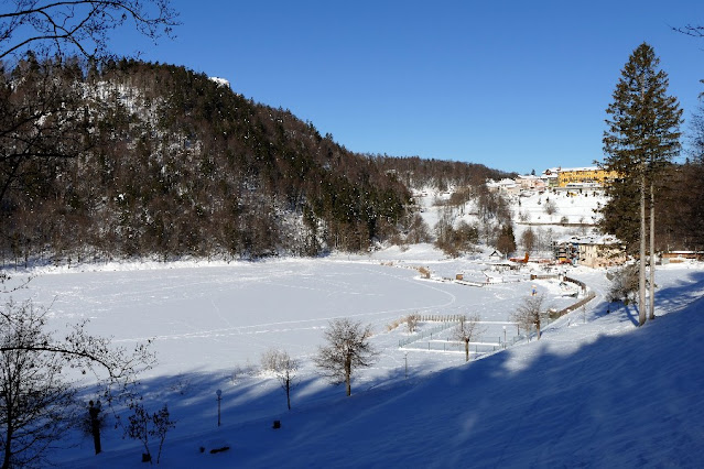 il respiro degli alberi