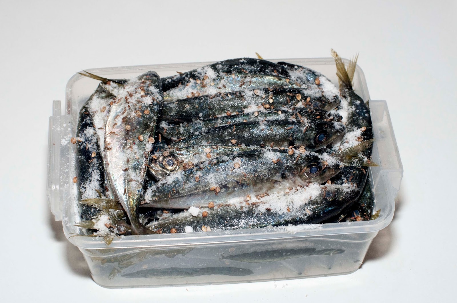 сельдь в маринаде домашнему. иваси пряного посола. сельдь иваси пряного посола. иваси в рассоле. как посолить иваси в рассоле.