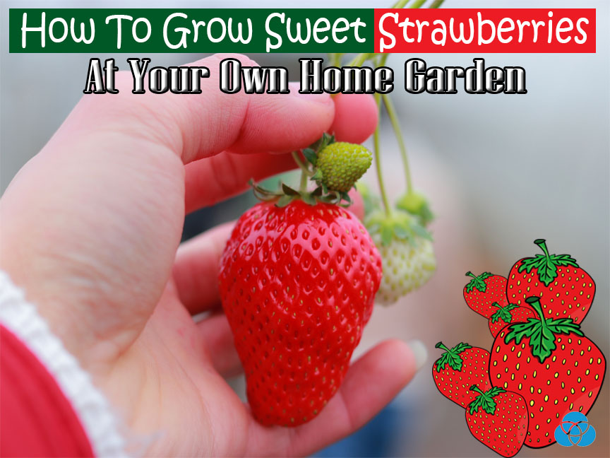How To Grow Sweet Strawberries At Your Own Home Garden Vestellite