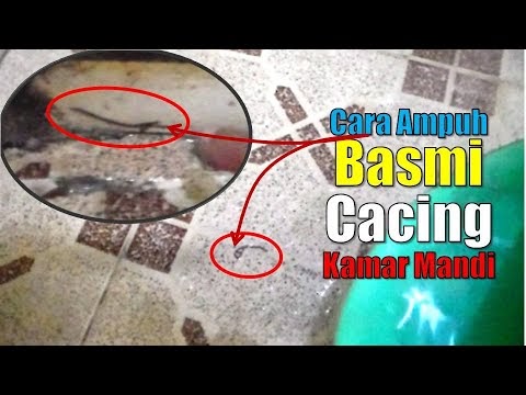 7 Cara Menghilangkan Cacing Di Kamar Mandi, Lihat Yuk! - Bangizaltoy.com