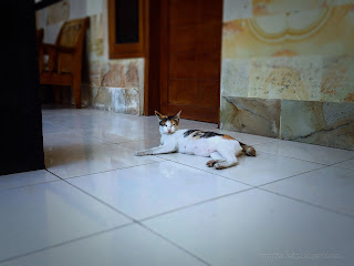 White Calico Cat Relax On The Floor Of The House, Seririt, North Bali, Indonesia