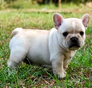 Overview of American French Bulldog mix of American Bulldog and French ...