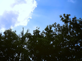 The Sky View From Under Manilkara Zapota Trees In The Fields Ringdikit Village, North Bali, Indonesia