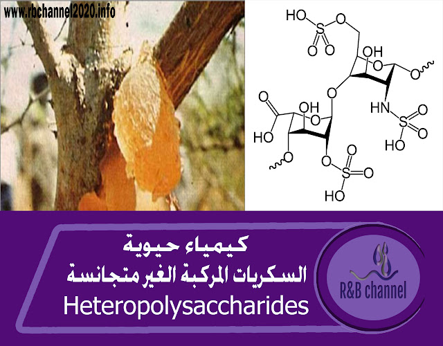 السكريات المركبة الغير متجانسةHeteropolysaccharides