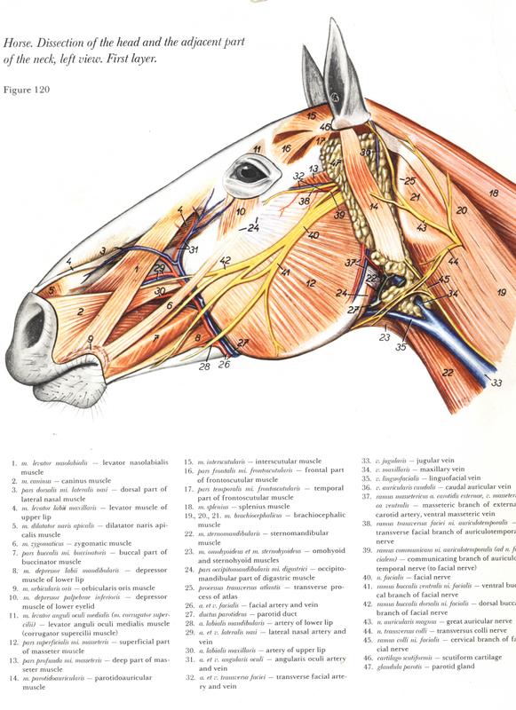 Equinos Cabeça Frontal - Esboço, Crânio e Contorno - Anatomia de Animais ( Cavalo) 