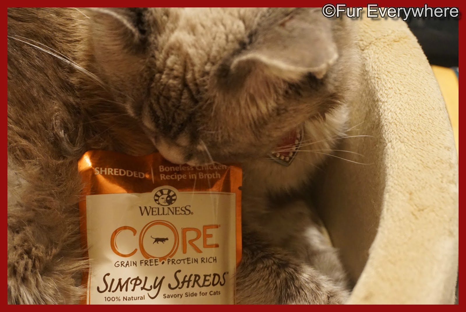 Fur Everywhere Wellness CORE Boneless Chicken Wet Cat Food Topper Review