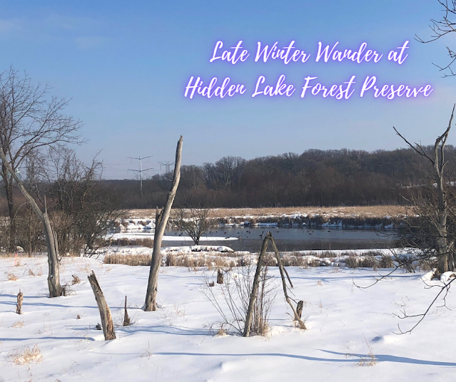 Late Winter Wander at Hidden Lake Forest Preserve in Downers Grove, IL