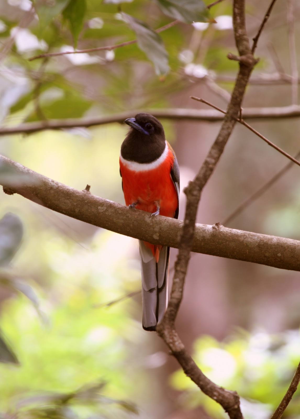 Mithun: Bird Photography
