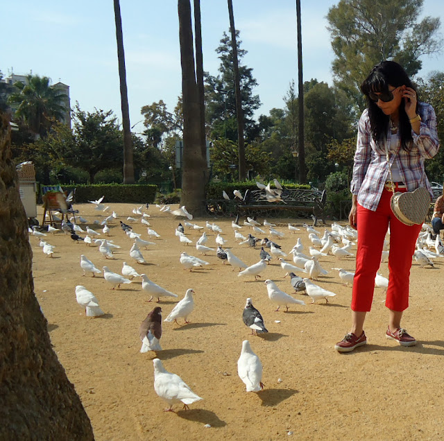 palomas-del-parque-de-maria-luisa