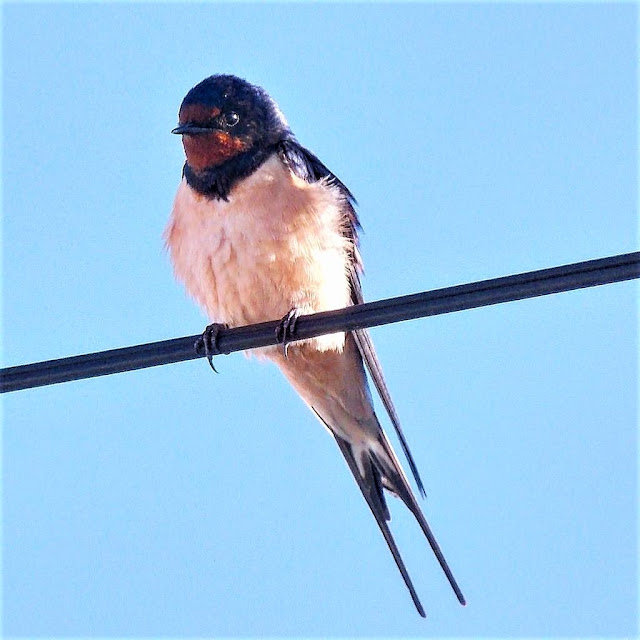Fieggentrio Eén zwaluw maakt nog geen lente (zomer)